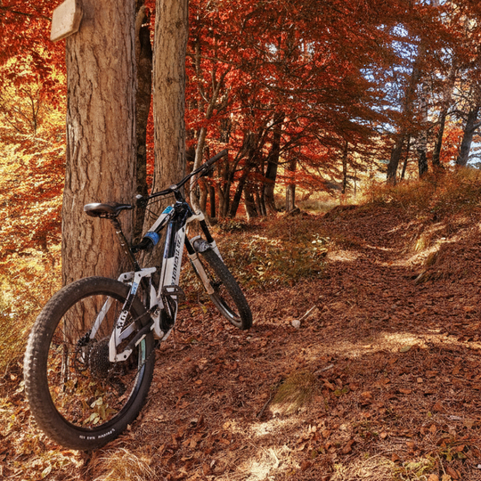 Tour del Foliage e Castagnata